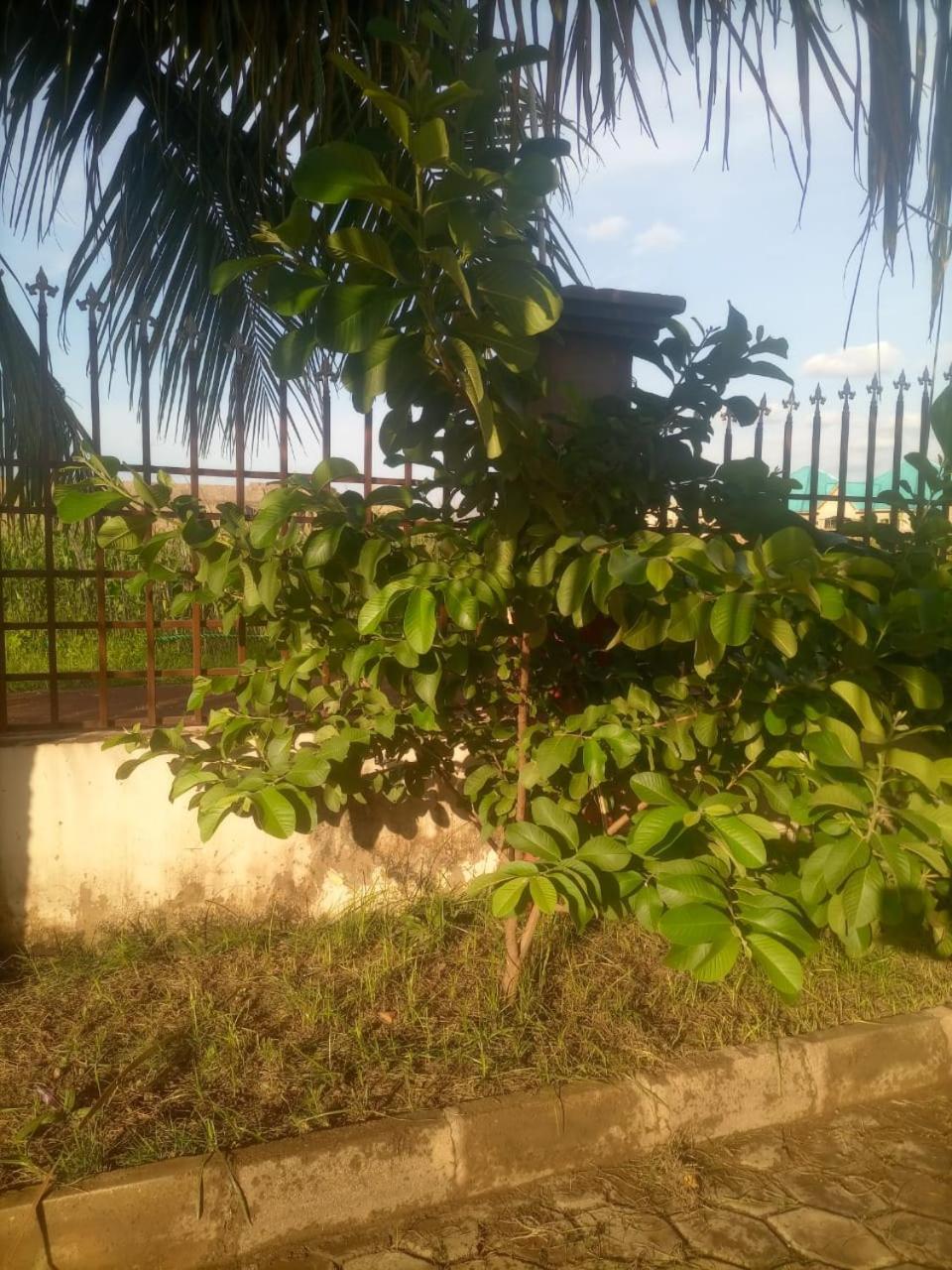 Temaya Cottage Lodge Tamale 外观 照片