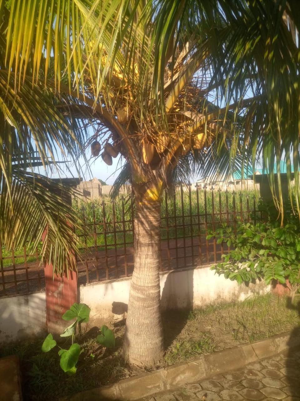 Temaya Cottage Lodge Tamale 外观 照片